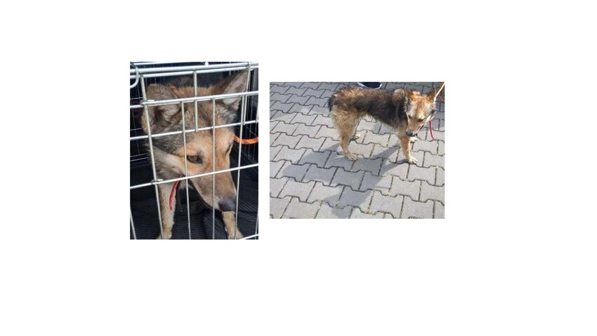 Powiększ: 