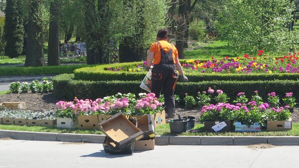 Pracowniczka sadzi na rondzie różowe kwiaty z tekturowych skrzynek.