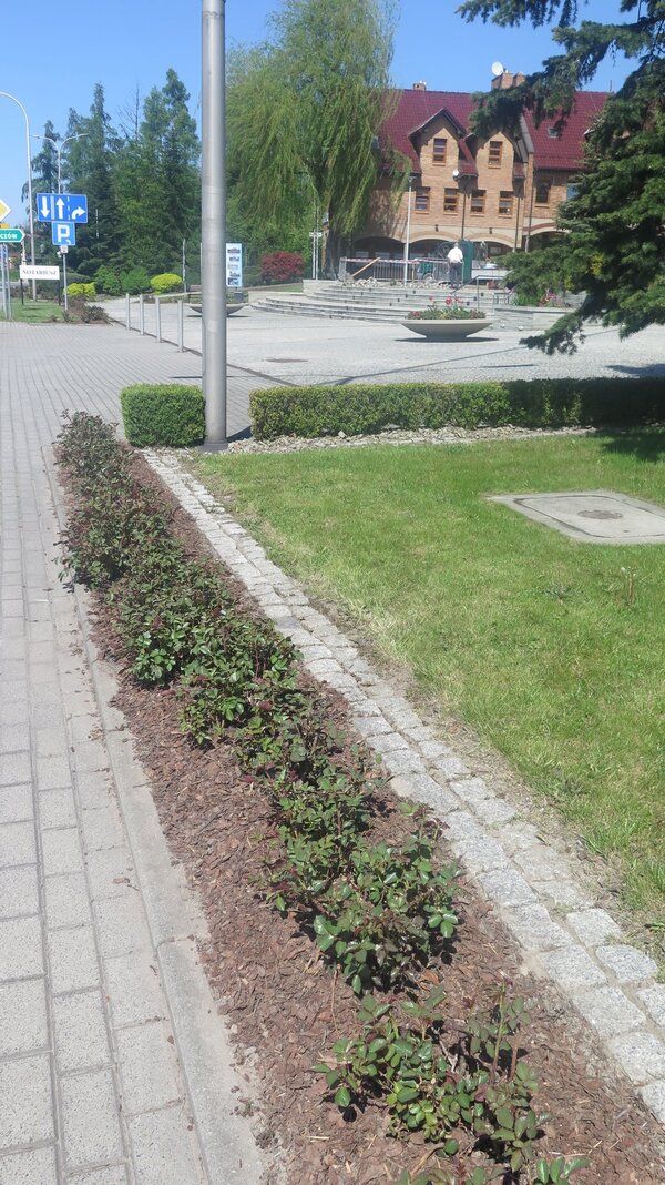 Przycięte krzewy róż rosnących wzdłuż chodnika.