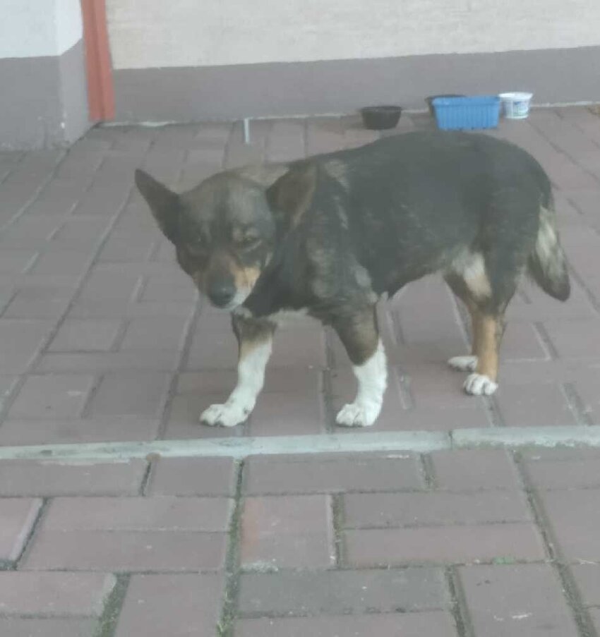 Powiększ: 
