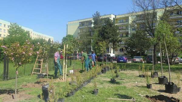 Pracownicy sadzą sadzonki krzewów i drzew na osiedlu.