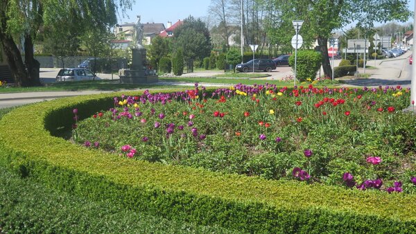 Tulipany i krzaki róż.