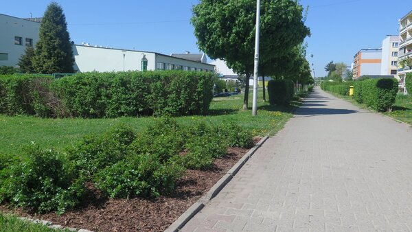 Rabata z rózami przy deptaku spacerowym.