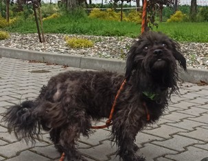 Powiększ: 